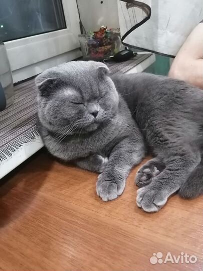 Шотландская