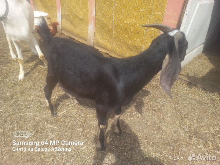 Нубийские козел на мясо