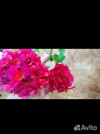 Герани, герань ангел