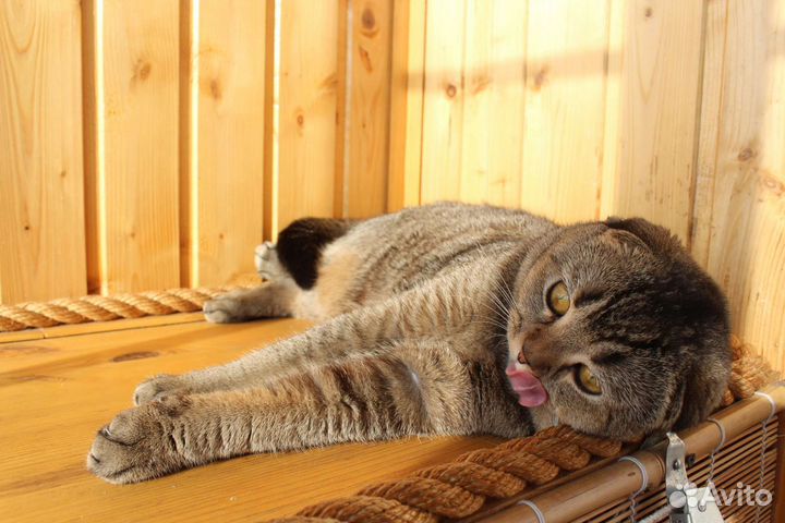 Шотландский вислоухий тикированный кот, вязка