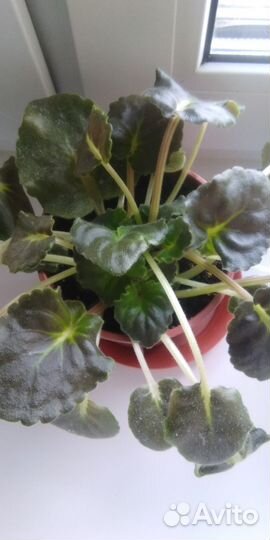 Фиалки синий и голубой цвета