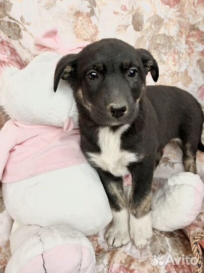 Щенок в добрые руки