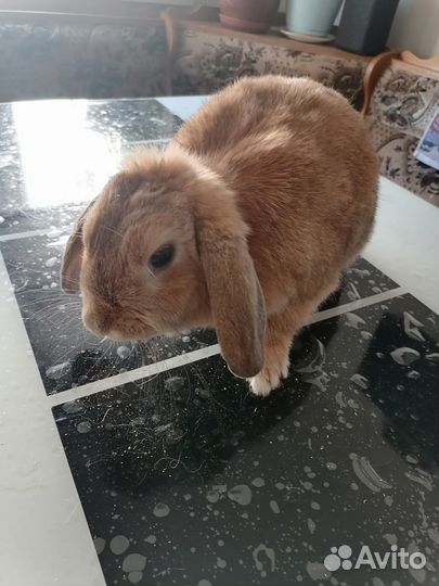 Декоративные кролики вислоухий