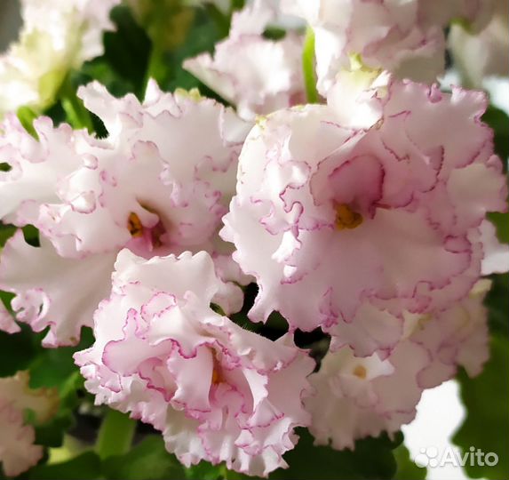 Фиалки - детки, листочки