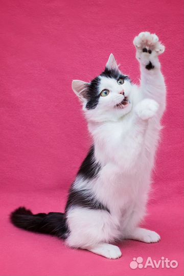 Кошка в добрые руки