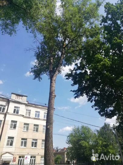 Спил деревьев