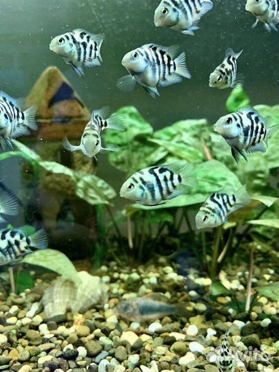 Мальки сапфирового попугая