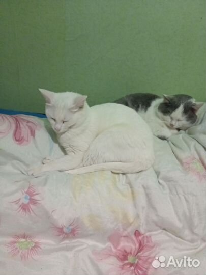Коты в добрые руки
