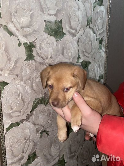 Щенки мелких пород