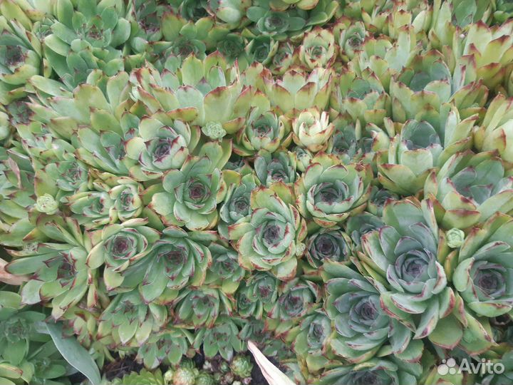 Молодило каменная роза букетом