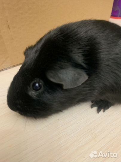 Морская свинка породистоя мальчик