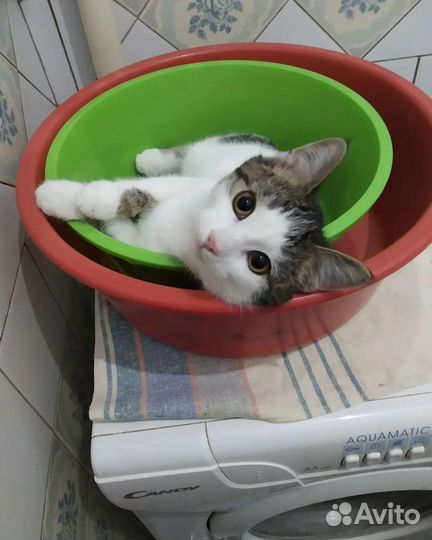 Проша Великолепный