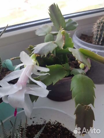 Цветок декабрист Сейчас цветет