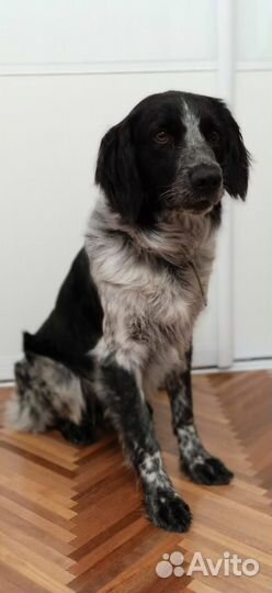 Хвостик в заботливые руки