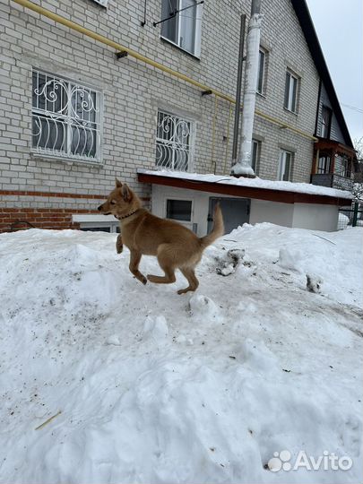 Продается щенок карело-финской лайки
