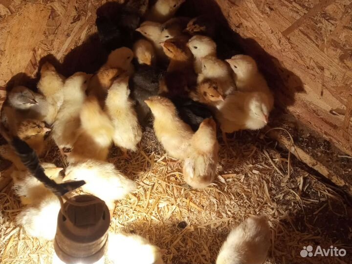 Цыплята помесные
