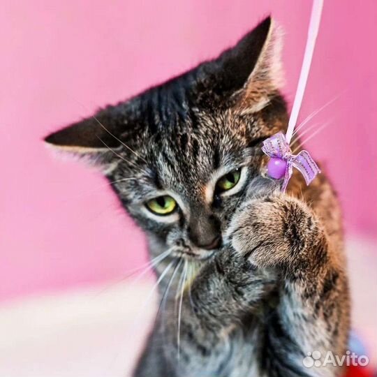 Кошечка в дар