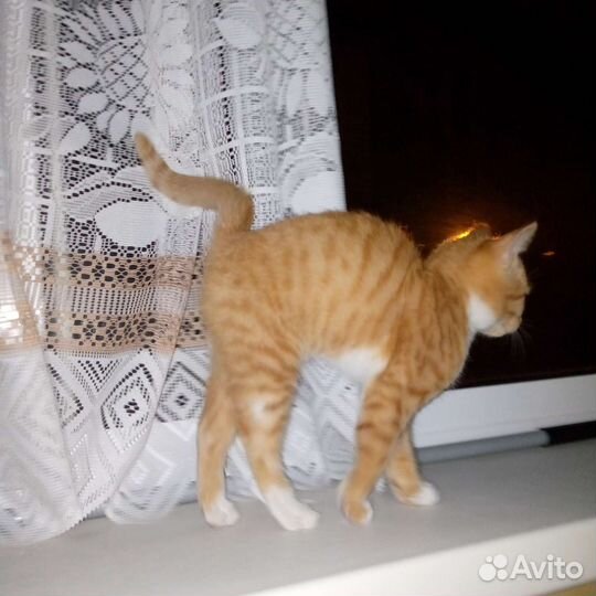 Рыжий котик в добрые руки