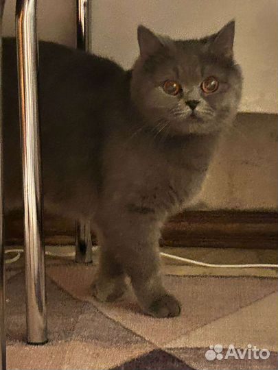 Британская кошка