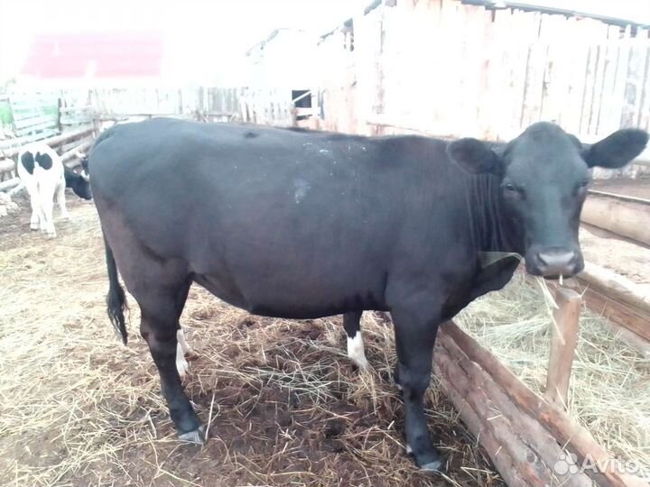 Продам коров на подсосе с телятами и двух телок