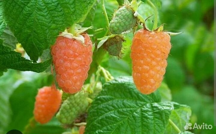 Малина ремонтантная желтая