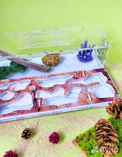 Муравьиная ферма Муравьи