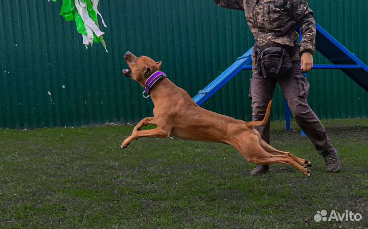 Кинолог. Пошив амуниции