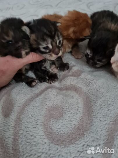 Сибирские котята