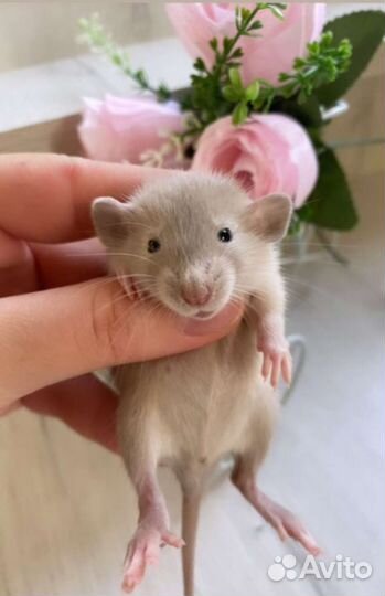 Крыса крысята дамбо. Доставка