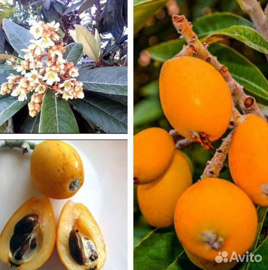 Мушмула, Годжи