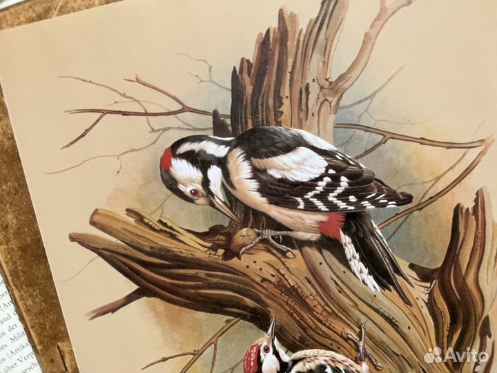 Репродукция. Птицы. Basil Ede. Дятел