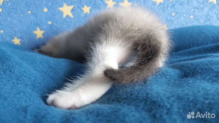 Кошка в дар бесплатно