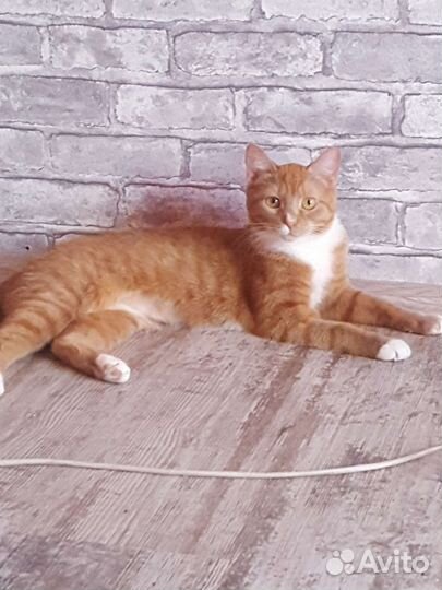Рыжая кошка Варя ищет дом