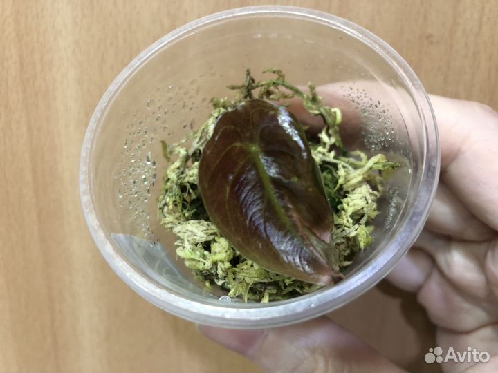 Алоказия медная (детка)