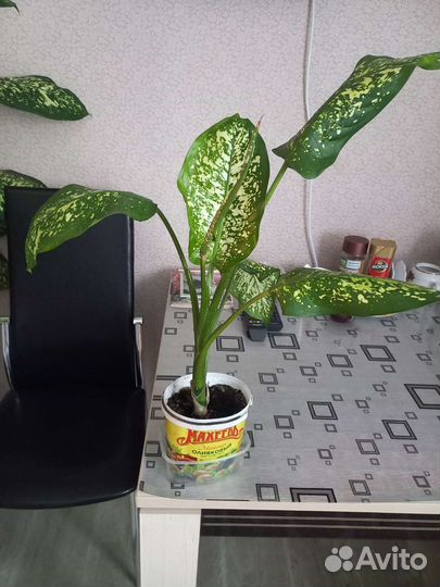 Диффенбахия