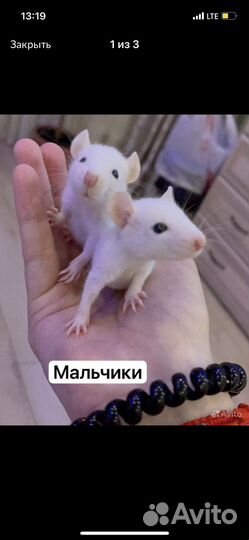 Крыса