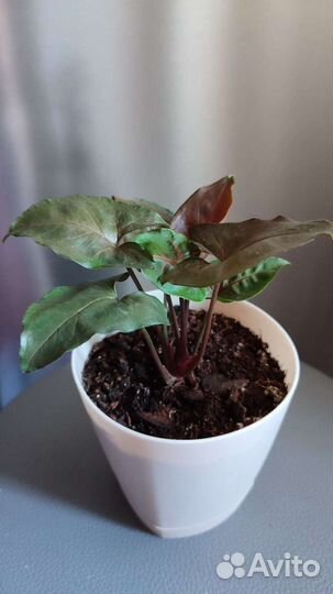 Сингониум Maria Allusion