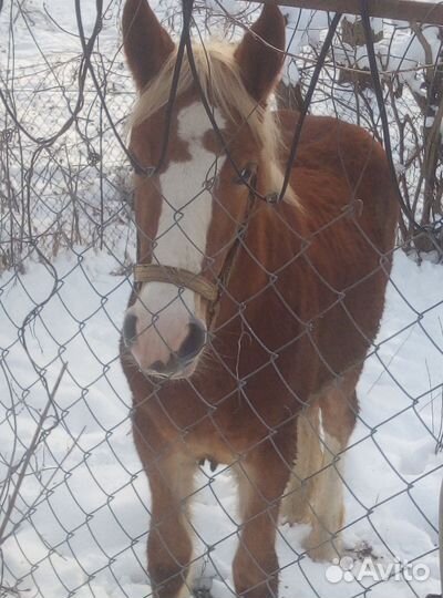 Лошадь кобыла тяжеловоз