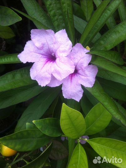 Семена комнатных цветов и растения