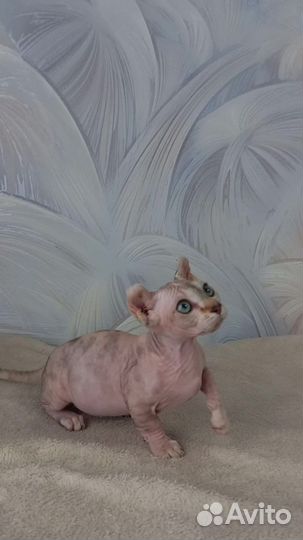 Канадский сфинкс