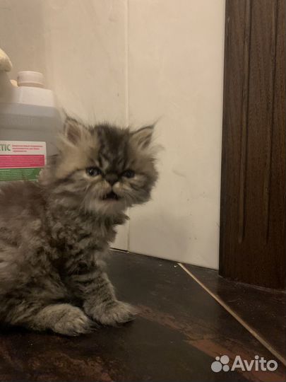Котята экзоты