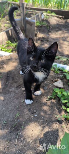 Котенок кот