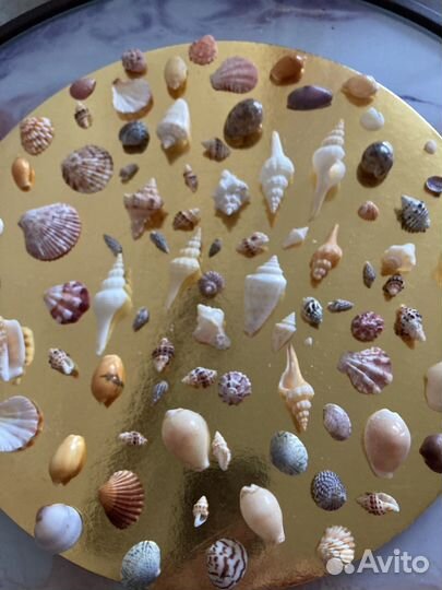 Морские ракушки раковины