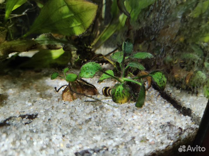 Аквариумные растения бесплатно