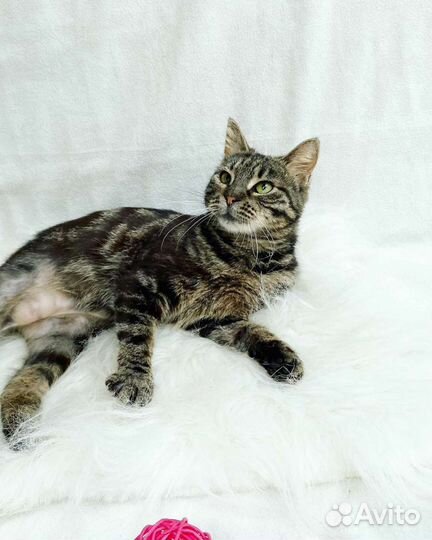 Европейская кошка в добрые руки