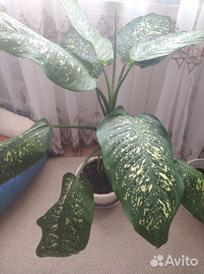 Комнатные растения цветы