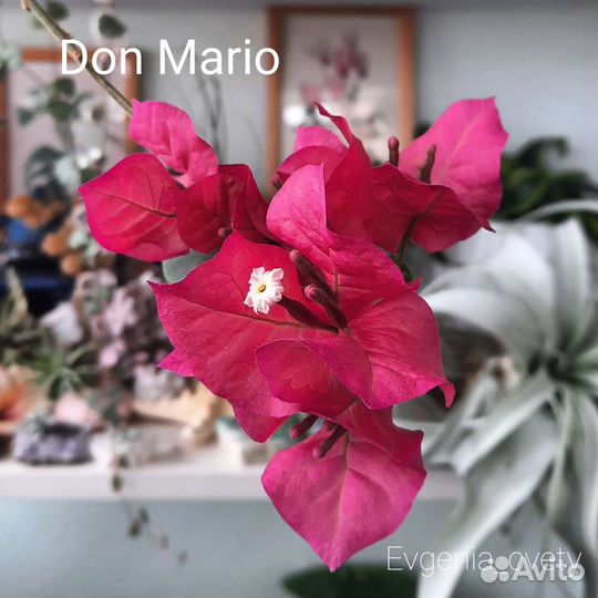 Бугенвиллия