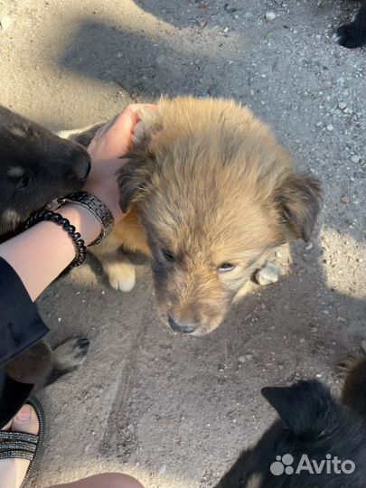 Щенки в добрые руки бесплатно