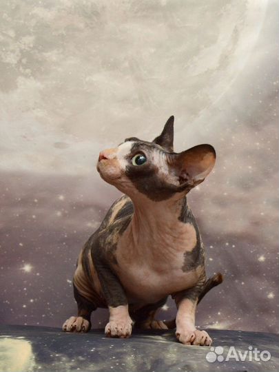 Сфинксы кот и кошка