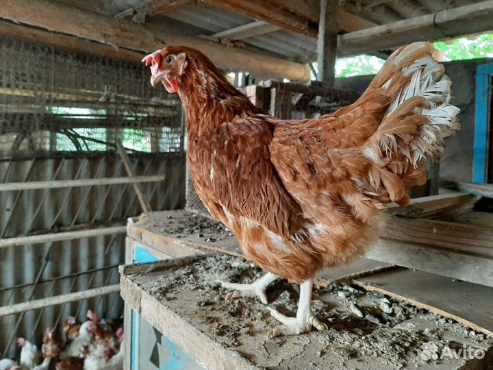 Куры молодки